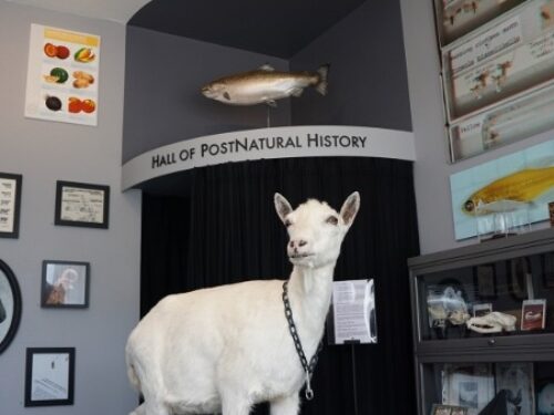 The Center for PostNatural History – A Most Unusual Museum