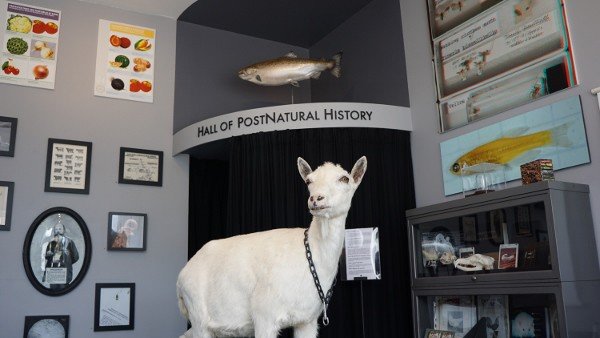 Transgenic Goat at the PostNatural Museum in Pittsburgh