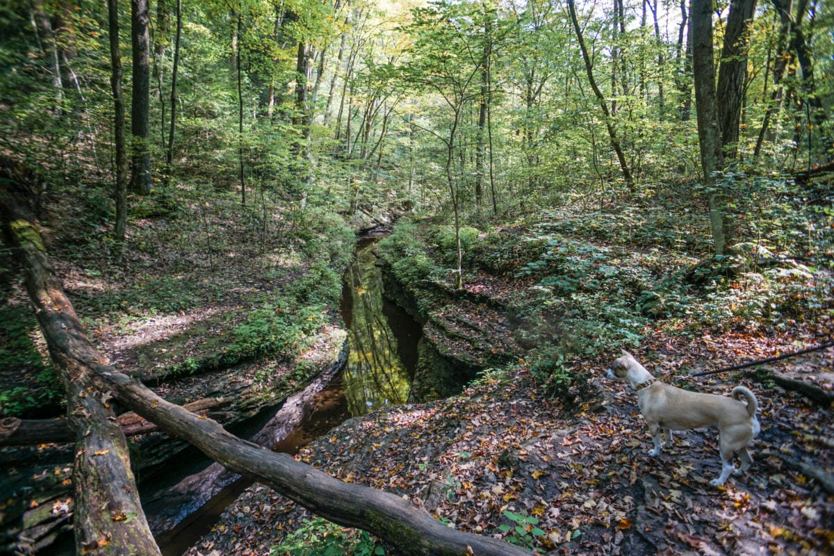 Trails at McConnells Mill