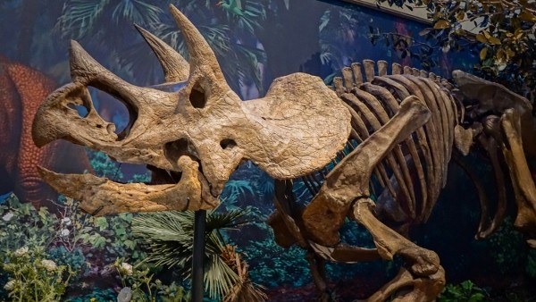 Dinosaurs at the Carnegie Museum of Natural History