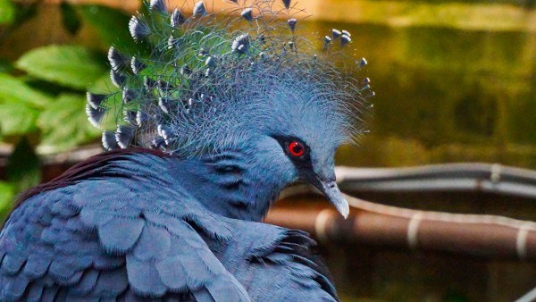 Victoria Crowned Pigeon at the Pittsburgh Aviary