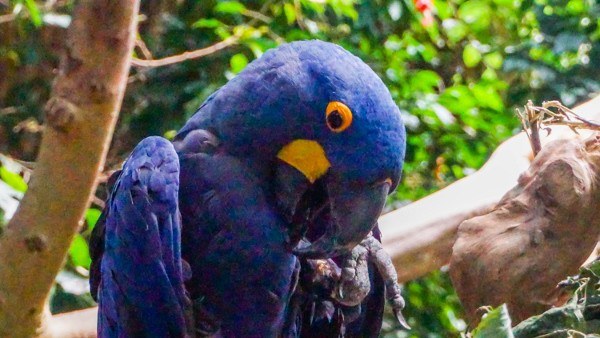 Hyacinth Macaw at the Aviary in Pittsburgh