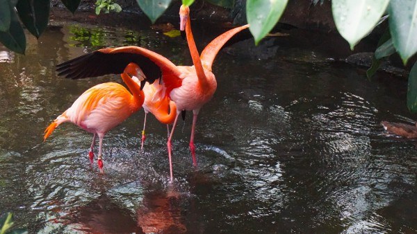Flamingos at the National Aviary Pittsburgh