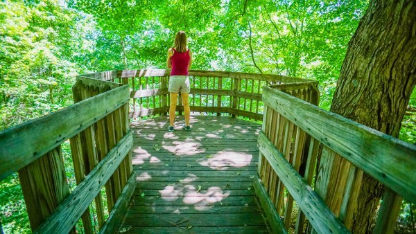 Tree Top Lookout at Beechwood Farms