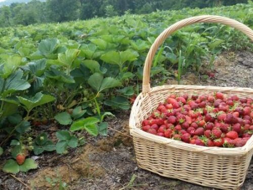 The Best Pick-Your-Own Fruit Farms in Pittsburgh