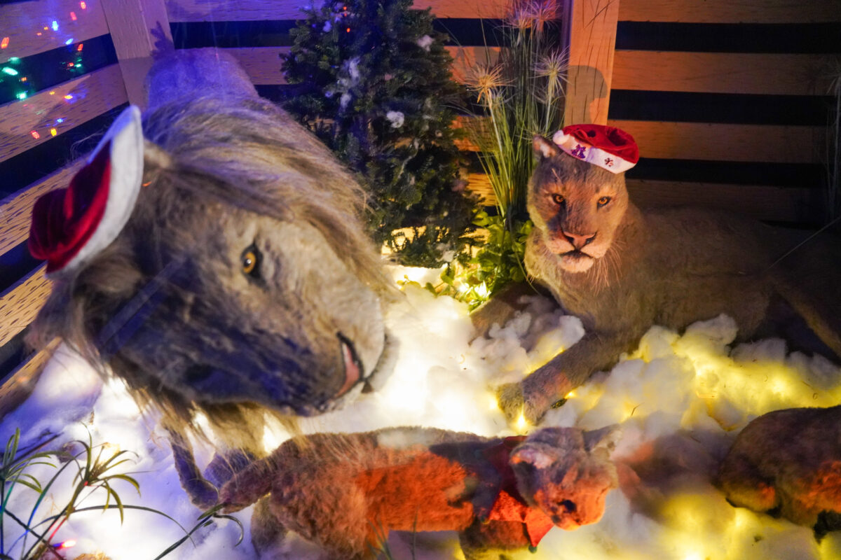 Noahs Ark at Christmas Noahs Ark at Christmas