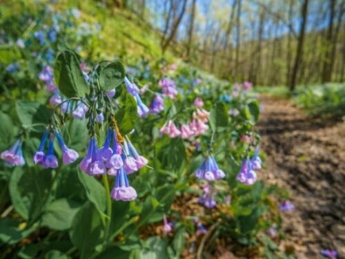 7 Great Experiences to Try During Spring in Pittsburgh