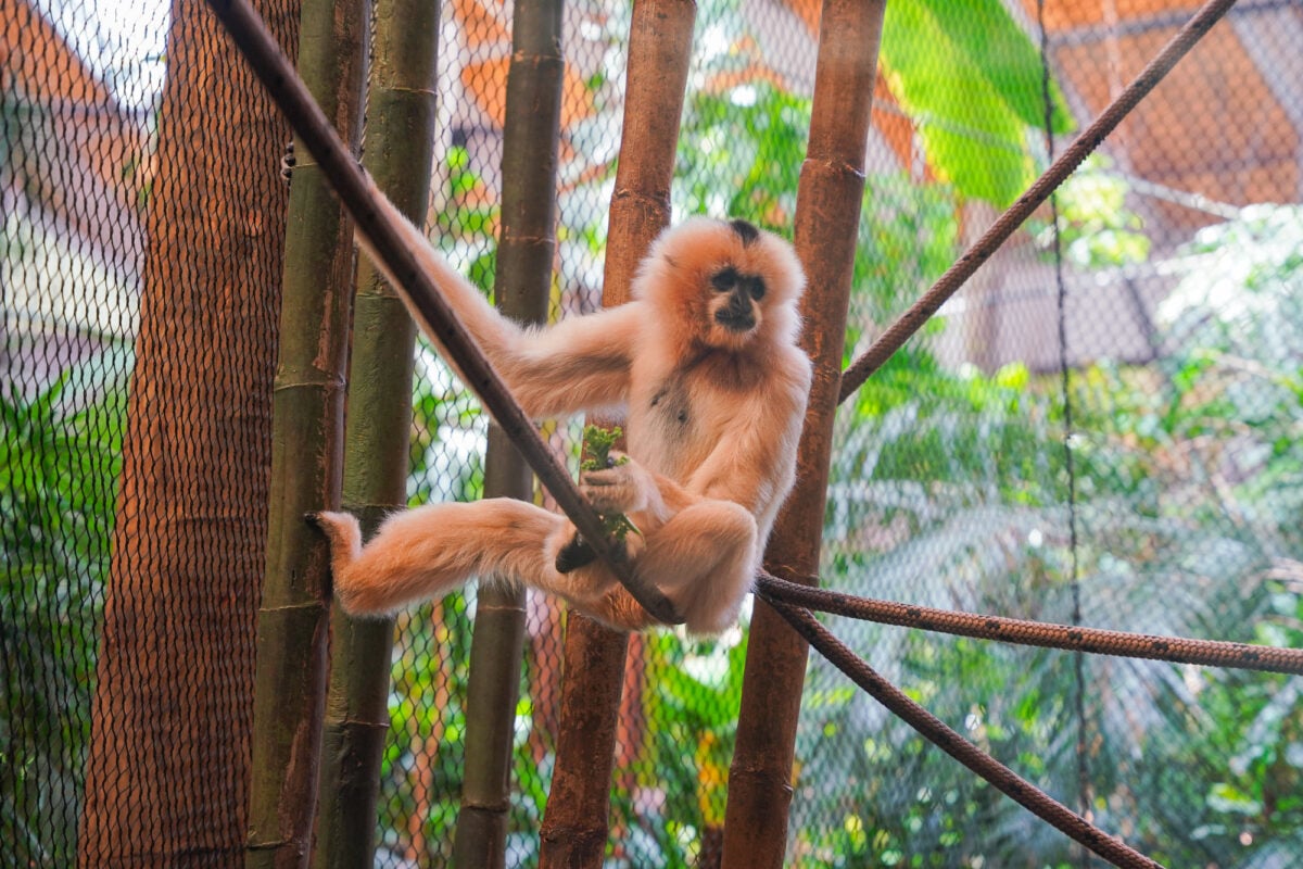 Zoo Animals Zoo Animals