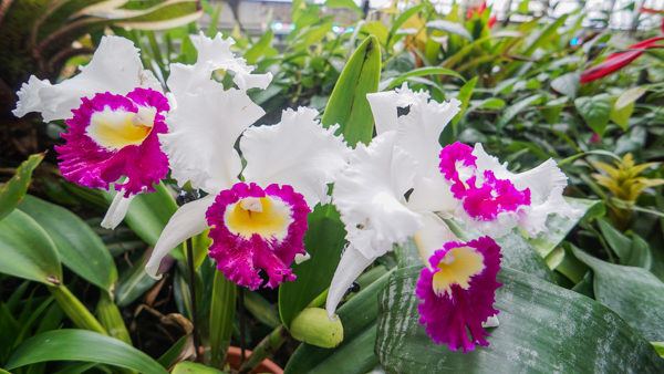 Orchid Room at Phipps