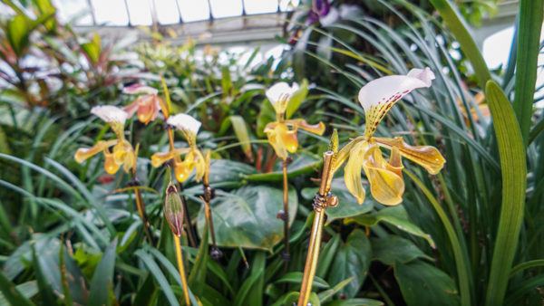 The Frank Sarris Orchid Room at Phipps Conservatory