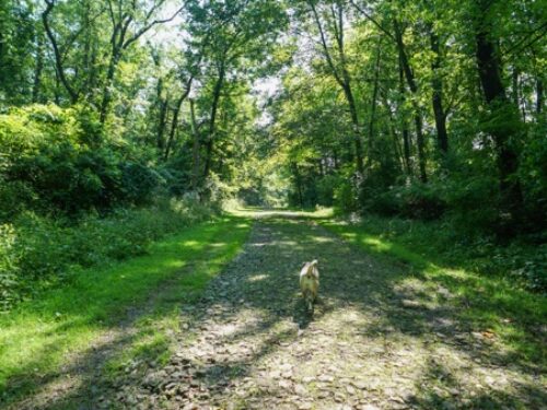 Sewickley Heights Borough Park is a Great Off-Leash Park