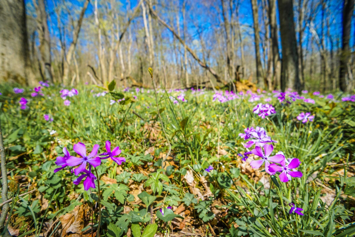 Raccoon Creek State Park Raccoon Creek State Park