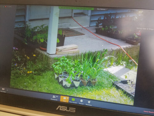 Learning Gardening Online With Phipps Conservatory Classes