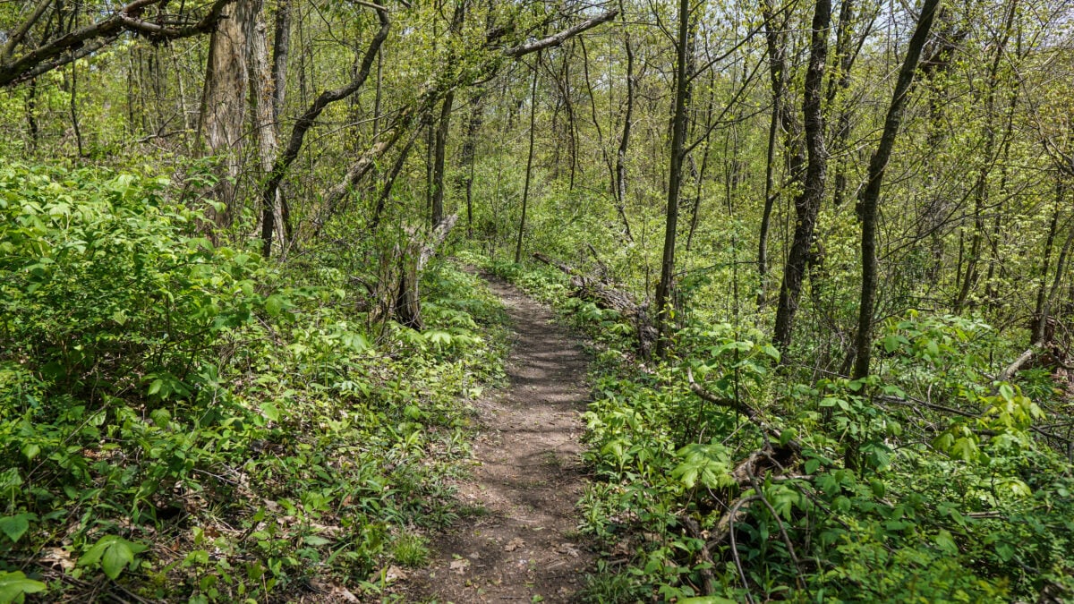 Trail at Dead Mans Hollow