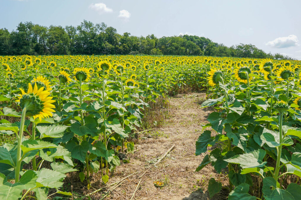 7 Awesome Places to Enjoy Sunflowers Near Pittsburgh