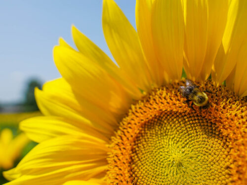 7 Awesome Places to Enjoy Sunflowers Near Pittsburgh