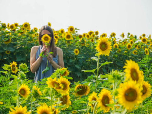 Pick Your Own Sunflowers at Renshaw Farms in Freeport