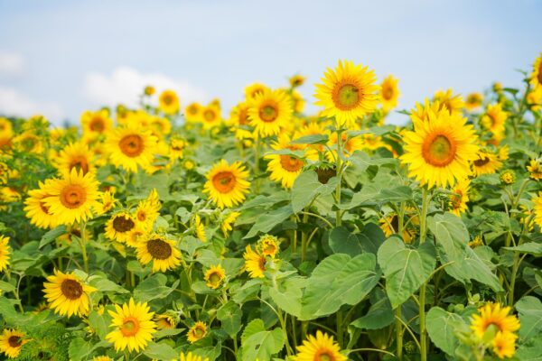 Sunflowers Near Pittsburgh