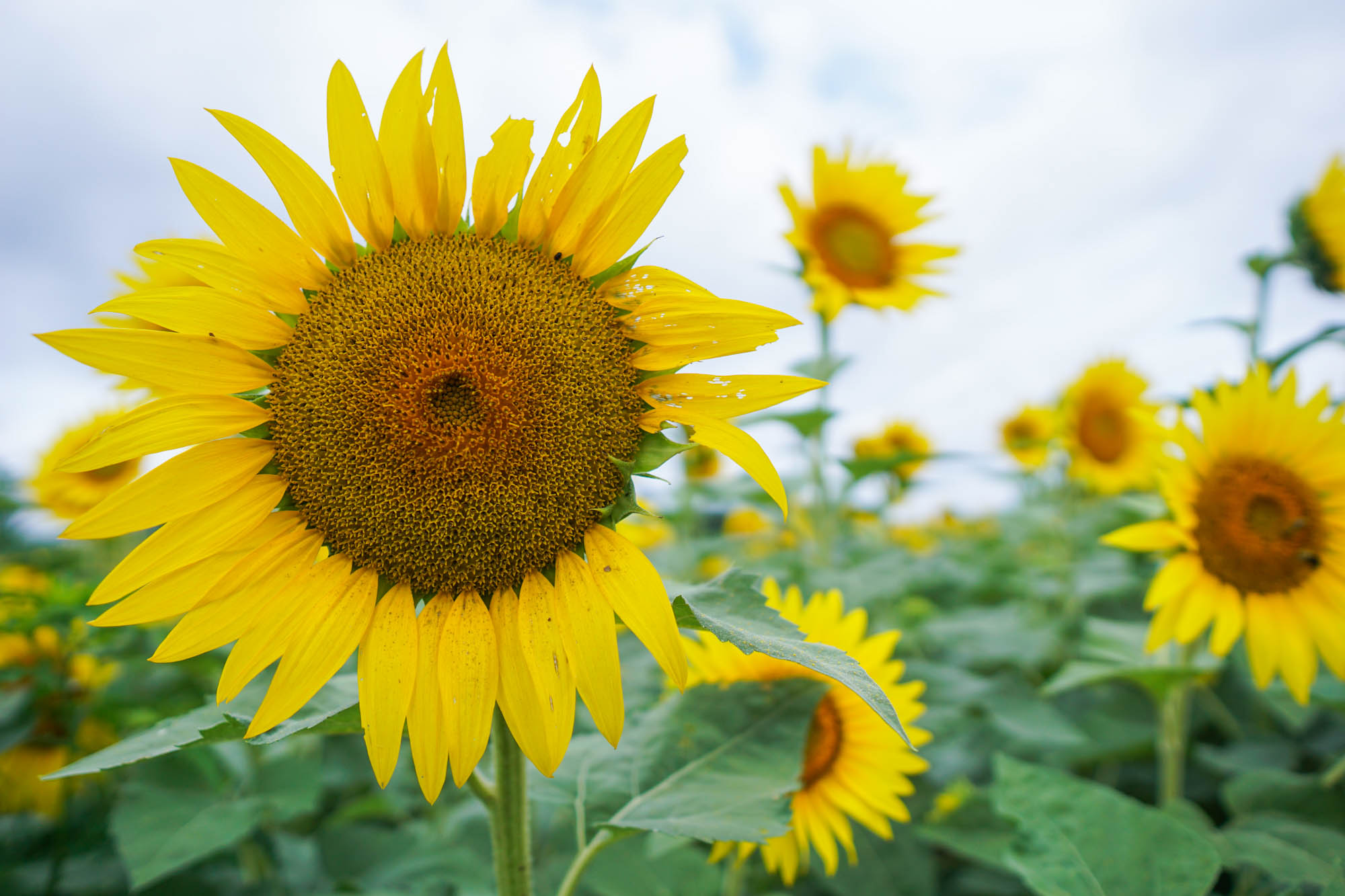 Schwirian Farm Sunflower Festival is a Must Visit