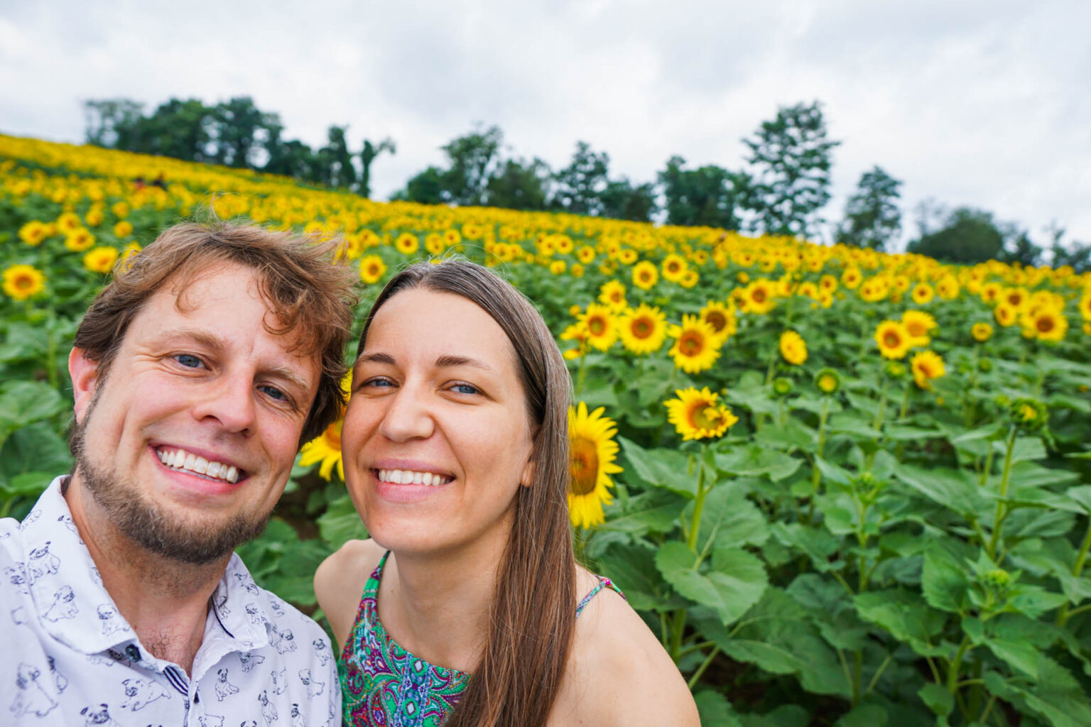 Schwirian Farm Sunflower Festival is a Must Visit