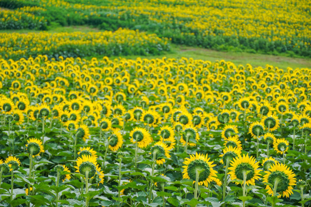 7 Awesome Places to Enjoy Sunflowers Near Pittsburgh