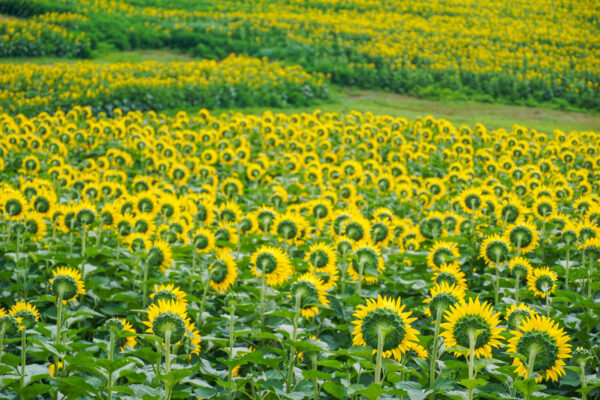 Sunflowers at Schwirian Farms