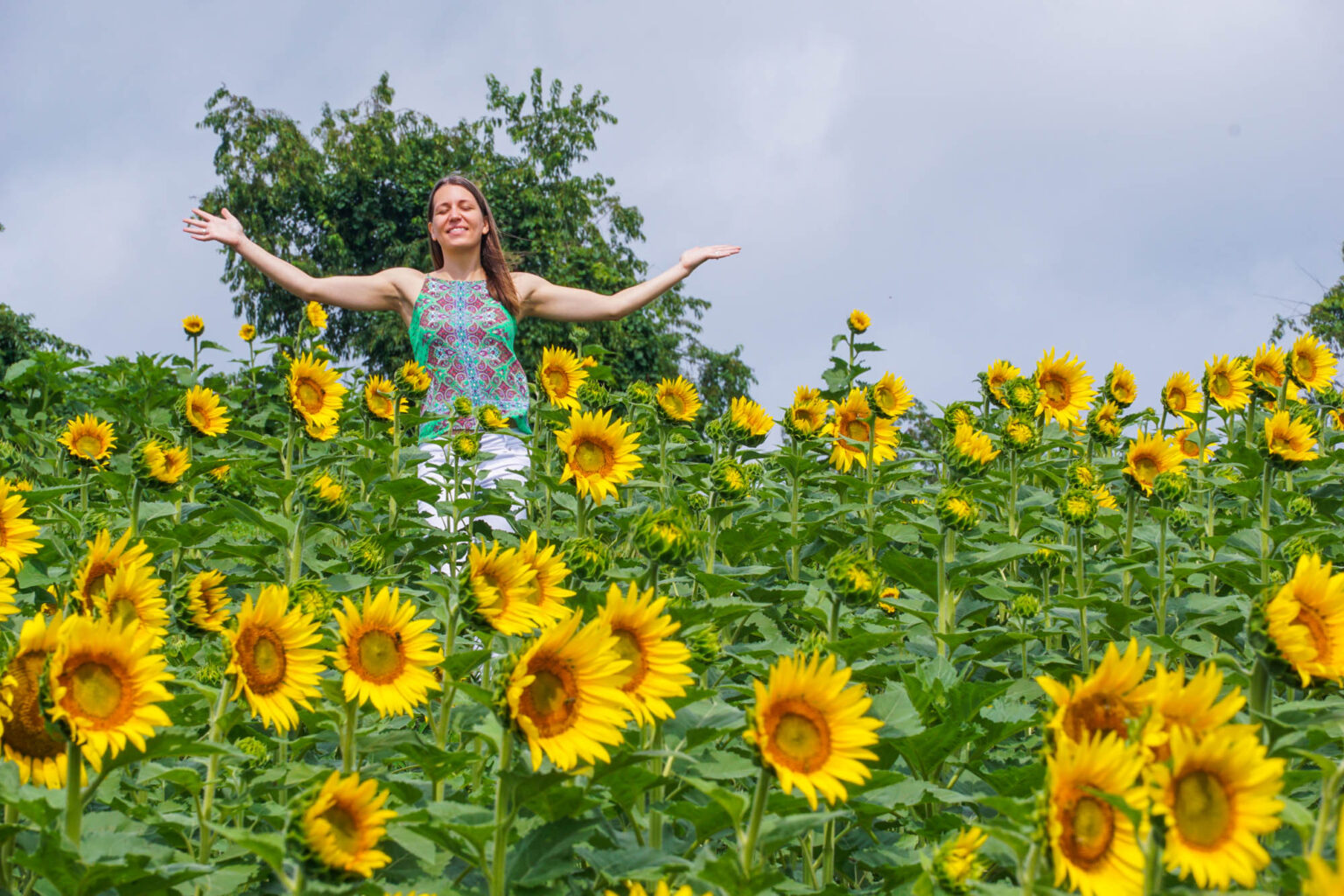 Schwirian Farm Sunflower Festival is a Must Visit
