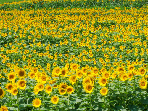 Schwirian Farm Sunflower Festival is a Must Visit