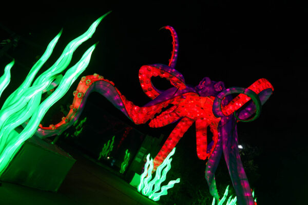 Giant color changing octopus lantern