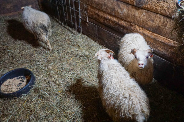 Lambs at Birch Creek Farmery