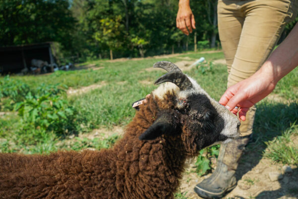 Petting a Goat