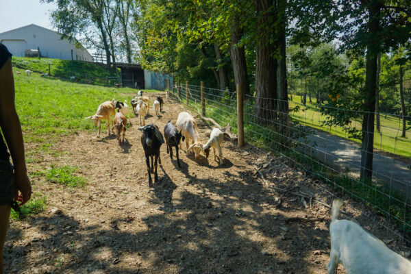 Goats Following at Birch Creek Farm