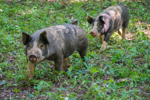 Pigs in the Shade