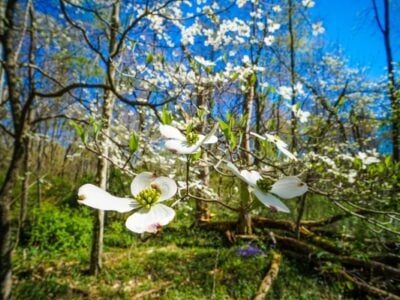 10 Reasons to Visit Pittsburgh in April – Spring is Here