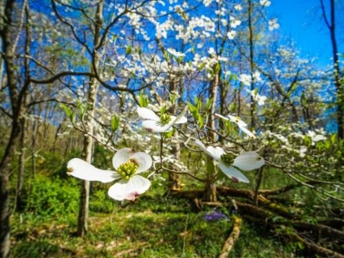 10 Reasons to Visit Pittsburgh in April – Spring is Here