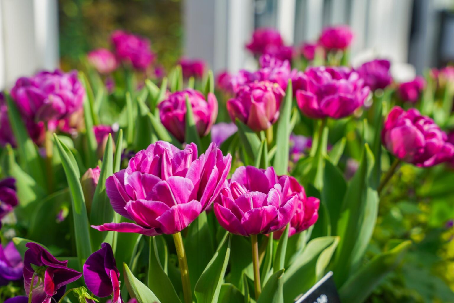 Phipps Conservatory's Spring Flower Show Sunshine and Rainbows