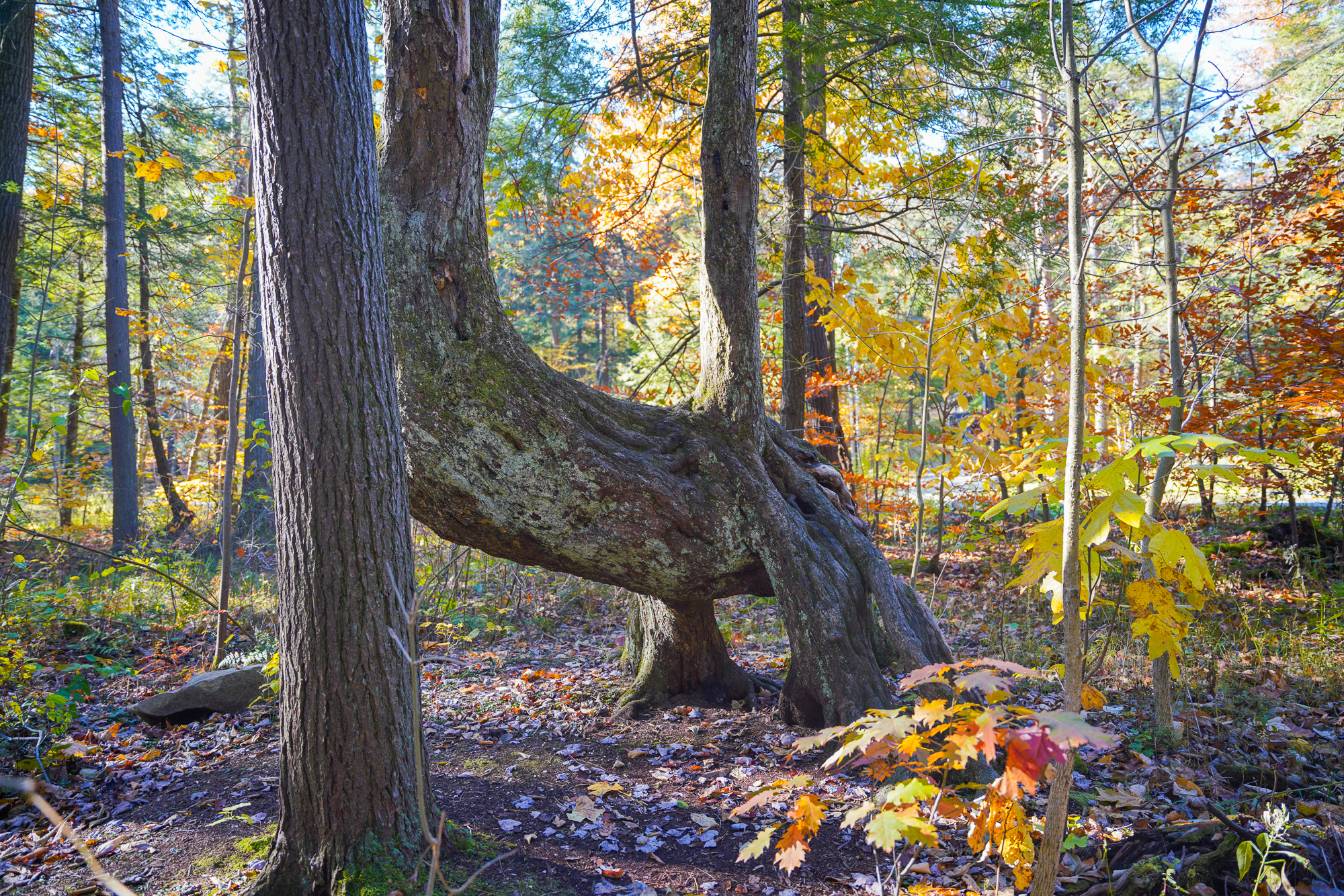Bent Tree at Kooser State Park