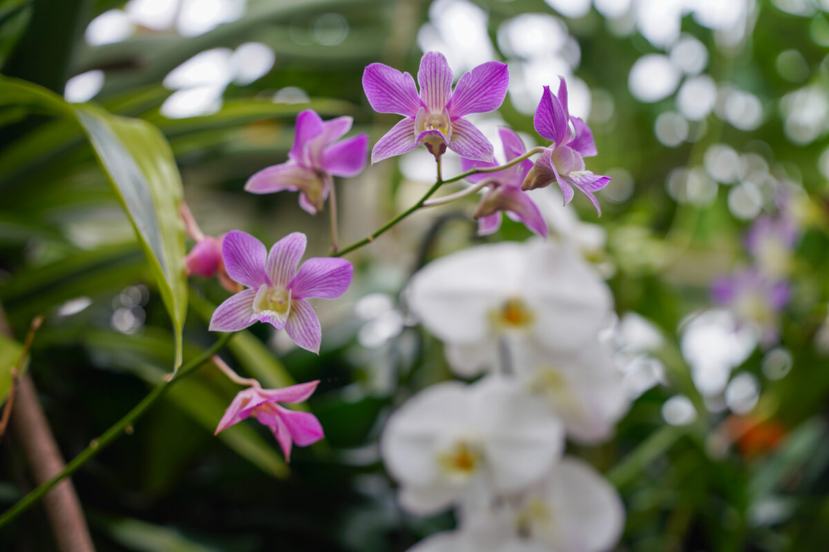 Phipps Orchid Room