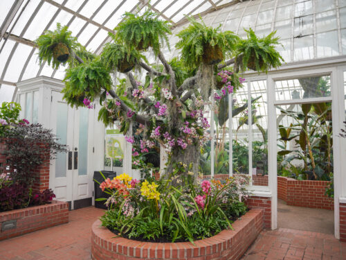 Phipps Conservatory for the Orchid and Tropical Bonsai Show