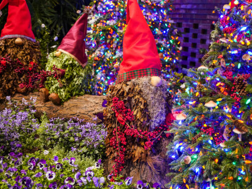 Phipps Conservatory’s Winter Flower Show – Holiday Magic