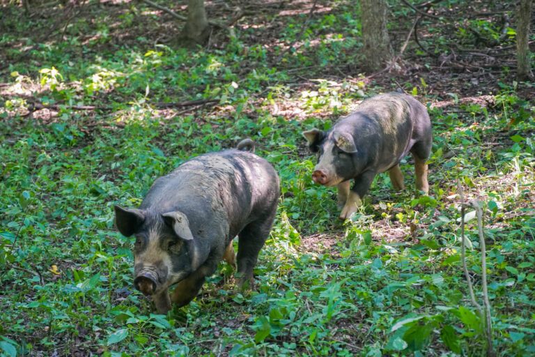 Birch Creek Farm tour 2000px 14 768x512