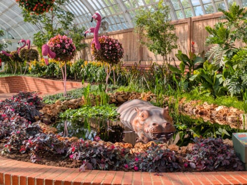 Phipps Conservatory’s Summer Flower Show – Jungle Quest