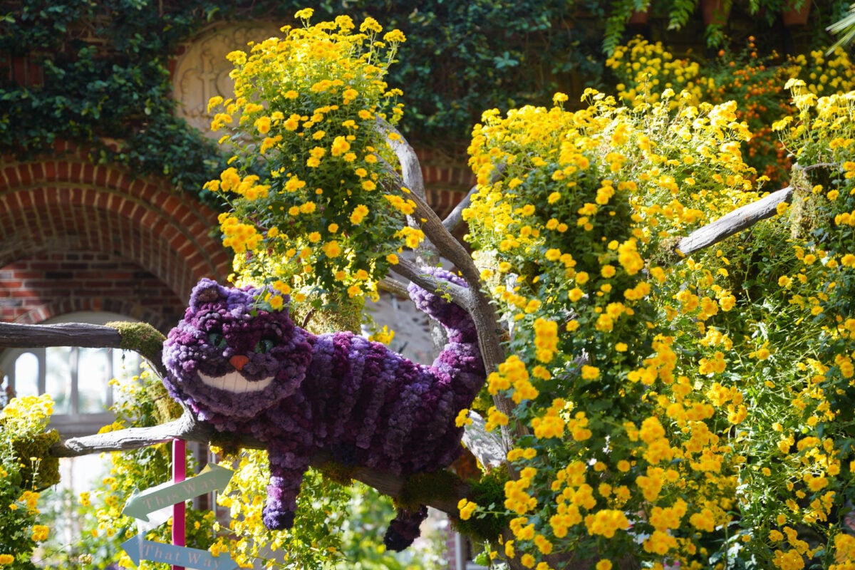 Cheshire Cat Cheshire Cat
