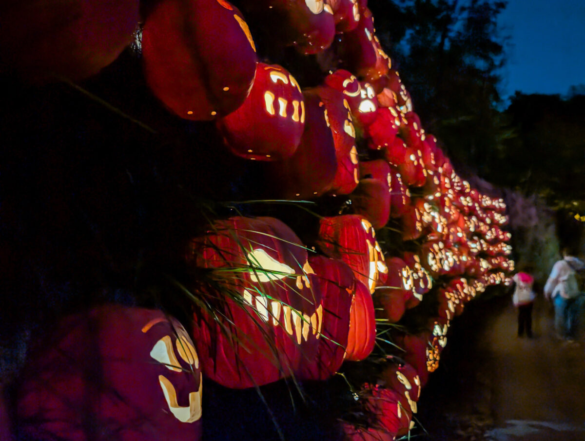 Pumpkin Light Show Pumpkin Light Show