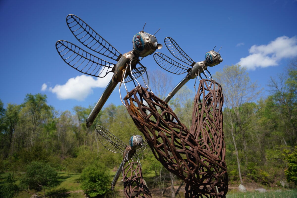 Dragonflies Dragonflies