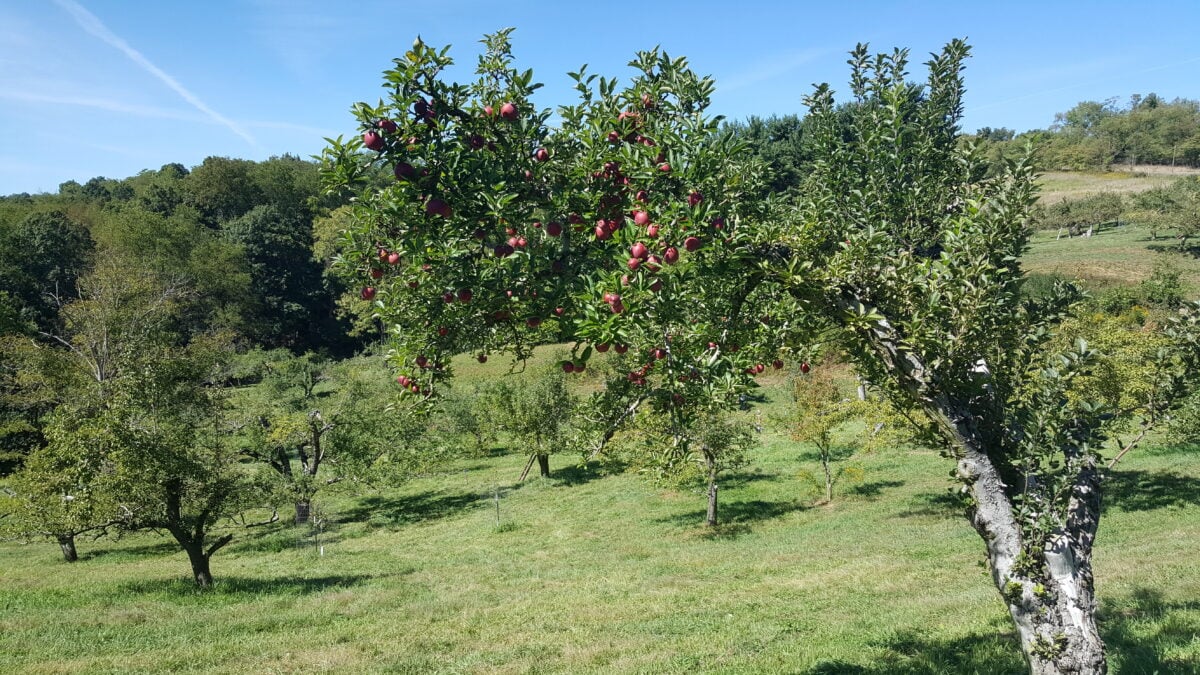 Norman's Orchard