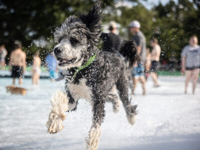 Take a Swim With Your Pup at Pooches in the Pool on Labor Day