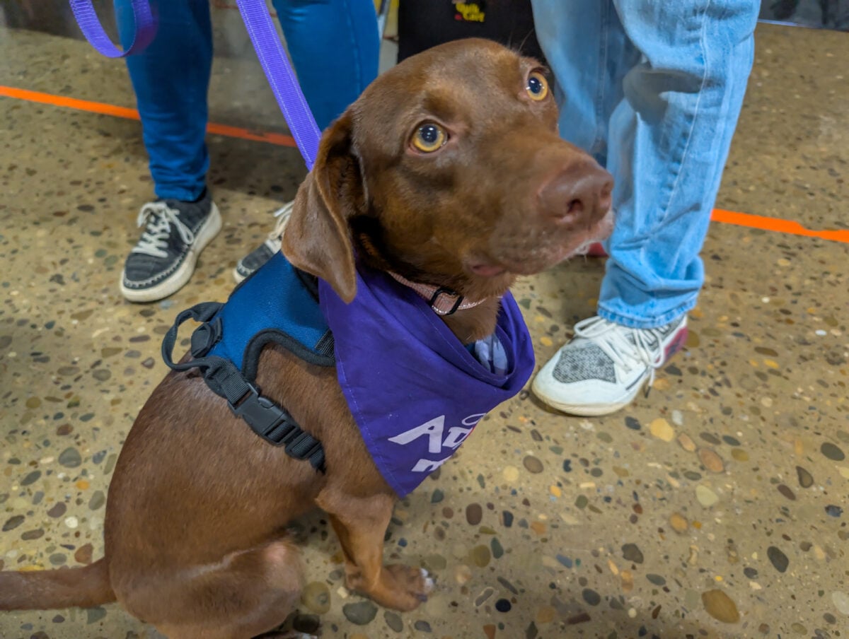 Everyone Say Aww at the Cute Doggo Everyone Say Aww at the Cute Doggo