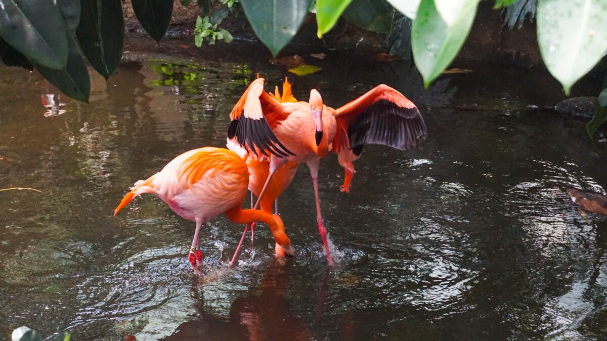 National Aviary National Aviary