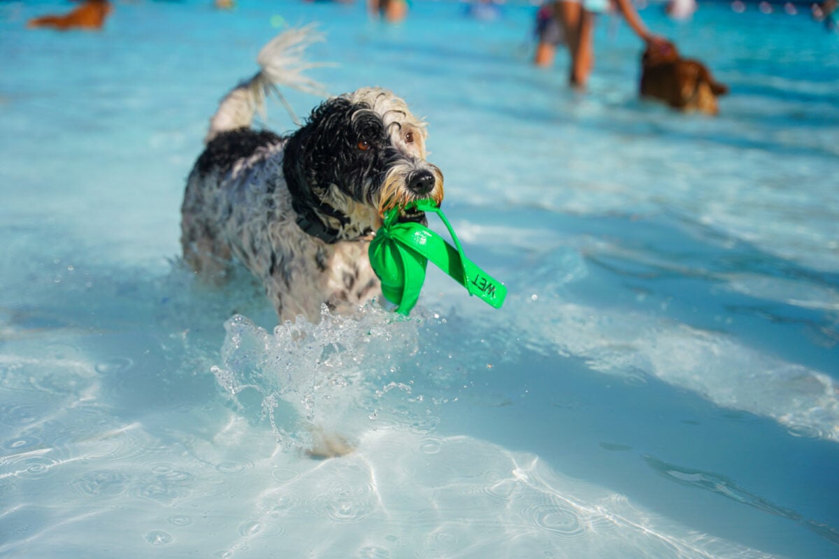 Pooches in the Pool